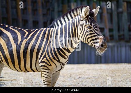 Black-striped zebra resting quietly in the sun on a hot day. Stock Photo