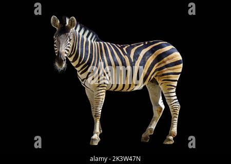 African zebra isolated on a black background. Stock Photo
