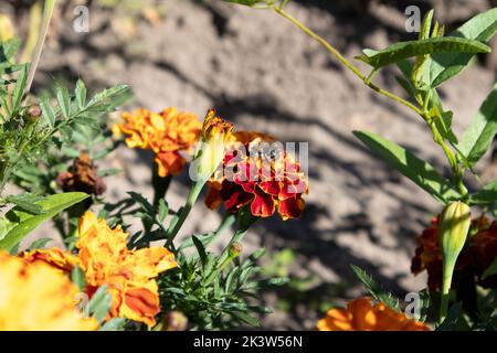 Bee hanging out on yellow and red marigold flowers with ground in the background macro Stock Photo