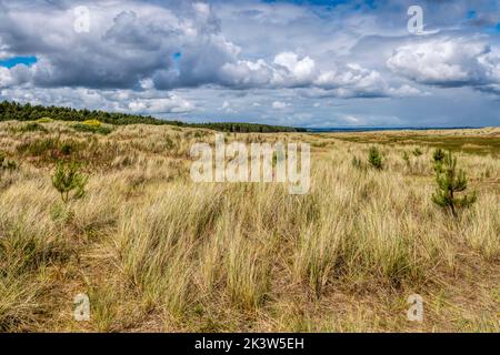 View to the north along sand dunes between Tentsmuir Forest and Tentsmuir Sands in Fife, Scotland. Stock Photo