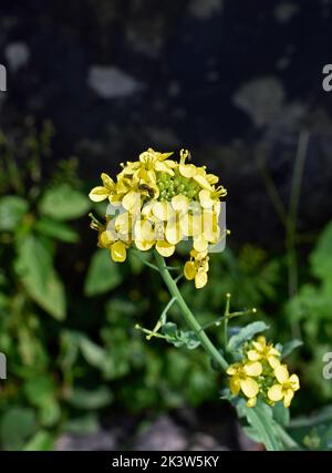 brassica  campestris Brassica rapa campestris Wild Turnip PFAF Plant Database