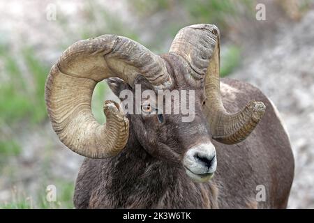 Big Horn Sheep in Badlands, South Dakota Stock Photo