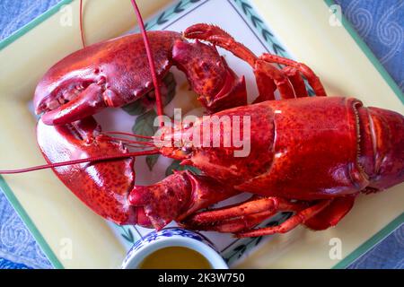 Cup of butter next to a cook fresh full lobster on a yellow plate red lobster Stock Photo