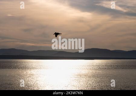 Bird flying over the water on a beautiful sunset in Riviere-du-Loup. Colorful cloudy sky. Stock Photo
