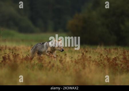 Wolf cub running in blossom grass  Wolf from Finland. Gray wolf, Canis lupus, in the summer meadow. Wolf in the nature habitat. Stock Photo