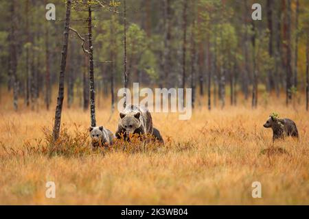Bear family in orange autumn. Pups with mother. Brown bear, Ursus actor, in nature habitat, taiga in Finland. Stock Photo