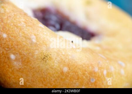 Multitypes Rhizopus Stolonifer Bread Mold On Stock Photo 1366924142