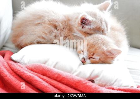 A closeup of two ginger kittens lying on each other on the soft cushion and sleeping Stock Photo