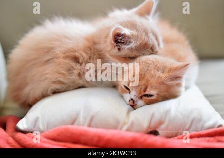 A closeup of two ginger kittens lying on each other on the soft cushion and sleeping Stock Photo