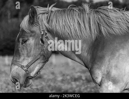 Ardennes horse Black and White Stock Photos & Images - Alamy