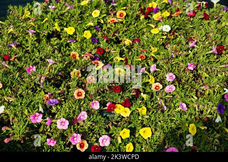 Multicoloured flowers of portulaca (Portulaca grandiflora) Stock Photo