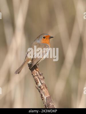 A vertical shot of an European robin redbreast bird perching on dead broken tree branch Stock Photo