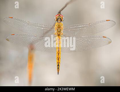 Dragonfly resting on a wire vertical Stock Photo