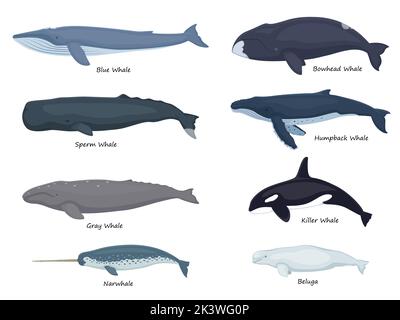 Set whales with inscriptions. Vector illustration beluga gray bowhead blue narwhal humpback sperm killer whale isolated on white. Flat design, side vi Stock Vector
