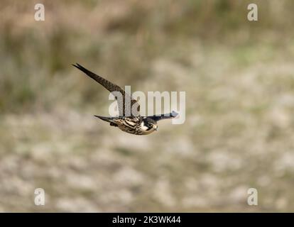 Hobby, Falco subbuteo, single juvinile bird in flight, Cormwall September 2022 Stock Photo