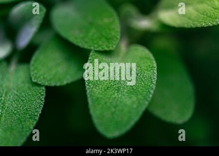 Fresh sage leaves background. Sage or salvia growing in garden, used in medicinal and culinary. Herb sage leaf texture background Stock Photo