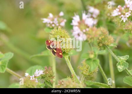 Mint Moth resting among some wildflowers. Hampstead Heath, London, England, UK. Stock Photo