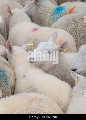 Herd of Sheep at a Sheep auction in the Scottish Highlands on the Isle of Skye, Scotland Stock Photo