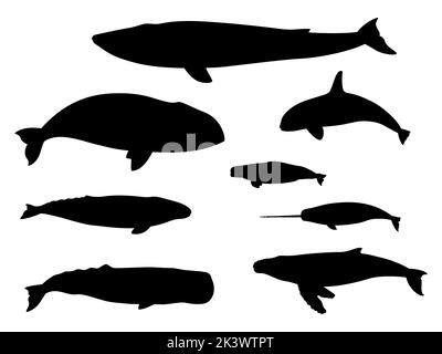 Set of whale silhouettes. Vector illustration black silhouette beluga, gray, bowhead, blue, narwhal, humpback, sperm, killer whale isolated on white b Stock Vector