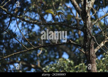 A tawny owl (Strix aluco) on a tree branch Stock Photo