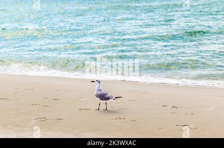 A seagull in on Santa Rosa Beach Stock Photo