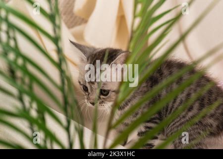 A striped kitten on a sofa with a plaid peeks out from behind the leaves of a palm frond houseplant. To hide Stock Photo