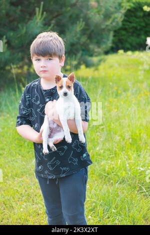 Boy holding puppy of Jack Russel terrier mixed breed adopted from dog shelter. Crossbreed of cute doggy. Child holds white and brown pet. Stock Photo