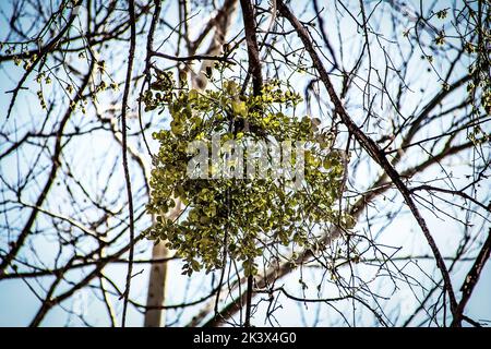 Bunch of parasitic mistletoe on high limb with blurred background of branches against sk Stock Photo
