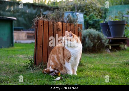 Brown and white domestic short-haired cat or house cat in a house garden. Stock Photo