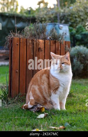 Brown and white domestic short-haired cat or house cat in a house garden. Stock Photo
