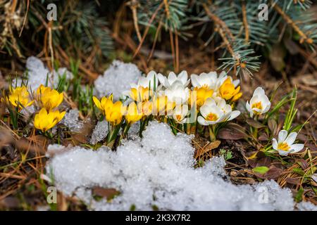 Yellow und white crocuses growing through snow. Spring flowers Stock Photo