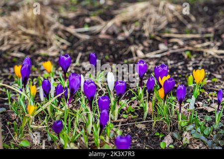 Bright group of bright multicolored crocuses on dark ground of forest glade, garden Stock Photo