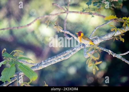 Rufous-headed tanager, Hemithraupis ruficapilla, on a tree branch in Minas Gerais, Brazil. Stock Photo