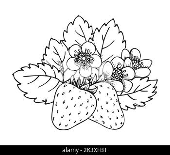 Strawberry blooming bush closeup hand drawn coloring book page. Two whole ripe berries with blossom flowers and leaves black and white sketch. Outline clip art for print greeting card poster patches Stock Vector