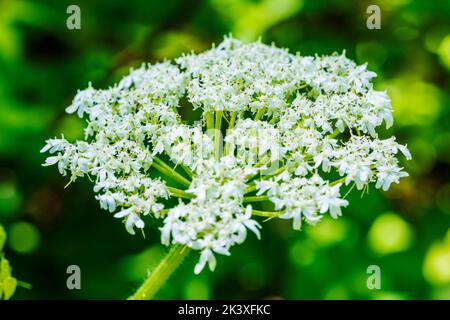 Cow Parsnip; Heracleum maximum; The Hanging Garden; Liard River Hot Springs; Liard River Provincial Park; British Columbia; Canada Stock Photo
