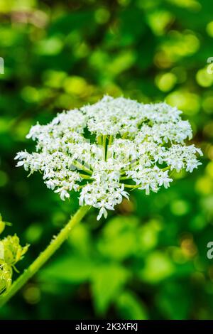 Cow Parsnip; Heracleum maximum; The Hanging Garden; Liard River Hot Springs; Liard River Provincial Park; British Columbia; Canada Stock Photo
