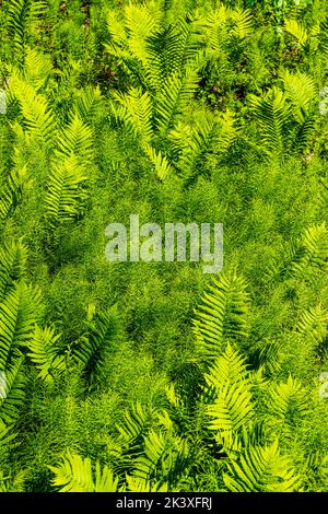 Ostrich ferns & Horsetail ferns; The Hanging Garden; Liard River Hot Springs; Liard River Provincial Park; British Columbia; Canada Stock Photo