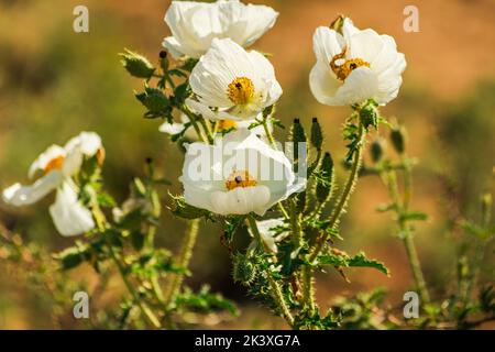 Argemone pleiacantha prickly poppy flowers on the desert near Bloody Basin Road and Agua Fria National Monument, Tonto National Forest, Arizona. Stock Photo