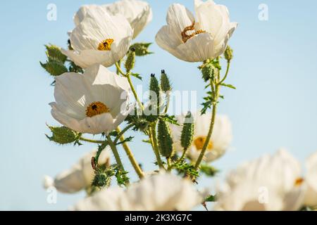 Argemone pleiacantha prickly poppy flowers and blue sky near Bloody Basin Road and Agua Fria National Monument, Tonto National Forest, Arizona. Stock Photo