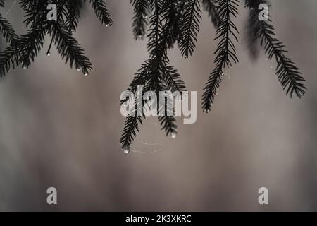 Fir-tree branches with water drops after rain. Nature background Stock Photo