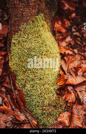 Moss on the forest ground surrounded by leafs Stock Photo