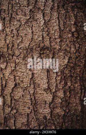 Tree stem patterns in autumn forest Stock Photo