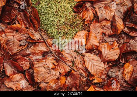 Moss on the forest ground surrounded by leafs Stock Photo