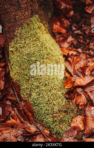 Moss on the forest ground surrounded by leafs Stock Photo