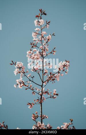 cherry blossom in spring time over blue sky Stock Photo