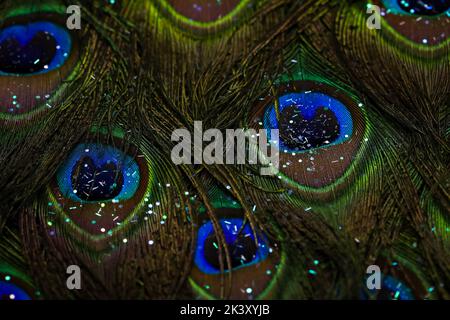 Beautiful and colorful peacock bird feathers seamless abstract pattern texture design natural background image. Glitter particles on bird feathers. Stock Photo