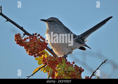 Northern Mockingbird Portrait Stock Photo