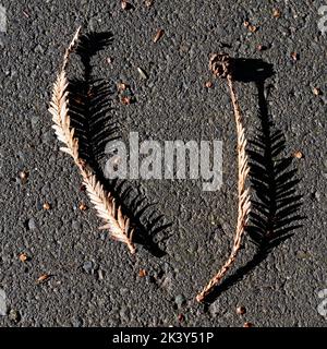 Harsh sunlight casts a solid shadow from the long leaves that have fallen onto the pavement. Stock Photo