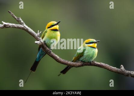 Two Rainbow Bee-eater sharing a dragonfly The Rainbow Bee-eater bird comes from the family of birds called Meropidae and are found in Australia Stock Photo