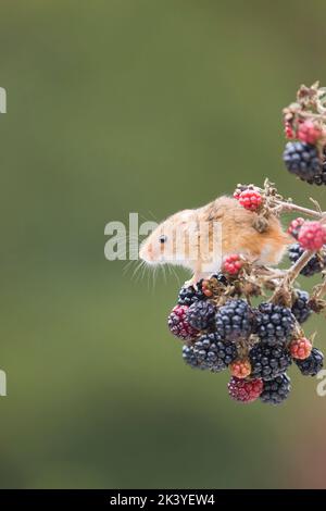 Harvest mouse Micromys minutus, adult standing on bramble stem with blackberries, Suffolk, England, September, controlled conditions Stock Photo